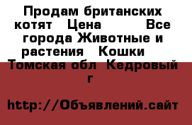 Продам британских котят › Цена ­ 500 - Все города Животные и растения » Кошки   . Томская обл.,Кедровый г.